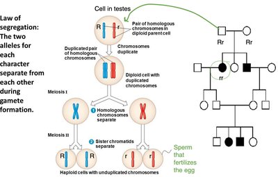 Pedigree and chromosome segregation illustrating Mendel's law of segregation