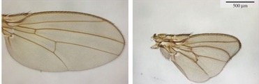 Drosophila wing phenotypes: wildtype and vestigial