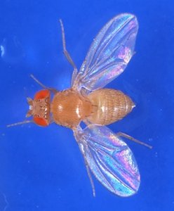 Wildtype Drosophila with red eyes and normal wings