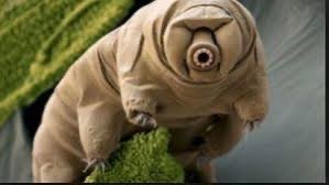 Tardigrade, an example of a polyploid organism