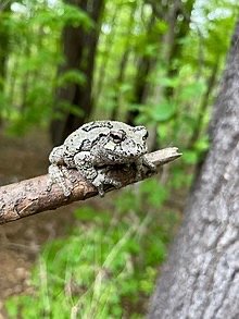 Gray treefrog, an example of a polyploid amphibian