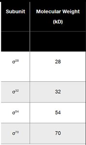 Sigma subunit molecular weights table