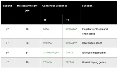 Table of sigma subunits, consensus sequences, and functions