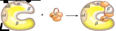 Holoenzyme formation with sigma 70