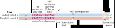 Promoter region with consensus sequences