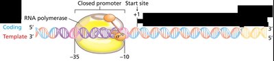 Closed promoter complex formation