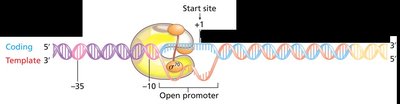 Open promoter complex and initiation of RNA synthesis