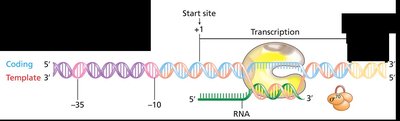 Elongation phase of transcription