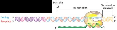 Transcription elongation and DNA unwinding