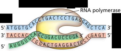 RNA polymerase synthesizing RNA from DNA template