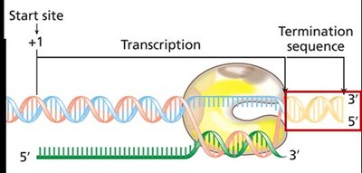 Intrinsic termination: stem-loop and poly-U sequence