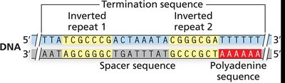 Formation of stem-loop structure in RNA