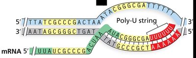 Poly-U string in mRNA