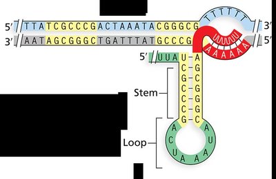 Stem-loop structure in RNA