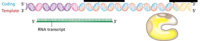 Release of RNA transcript during intrinsic termination