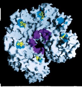 Rho-dependent termination: rho utilization site and rut sequence