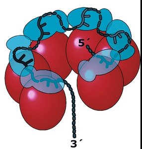 Rho protein structure