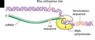 Rho protein binding to rut sequence