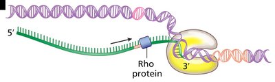 Stem-loop formation and rho catching up to RNA polymerase
