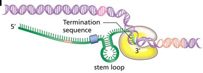 Rho protein catalyzing release of mRNA