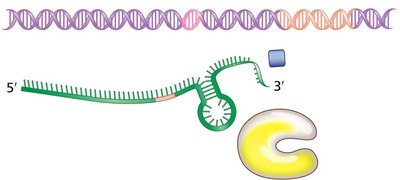 Rho-dependent termination may protect against phages