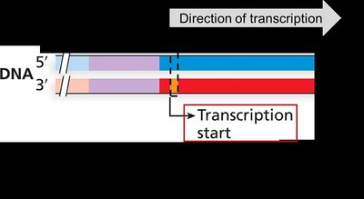 Transcription start site and directionality