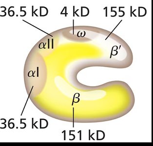 Structure of RNA polymerase core enzyme