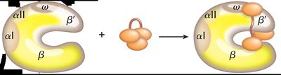 Core enzyme and sigma subunit forming holoenzyme