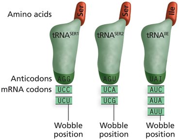 Wobble position in tRNA and codon recognition