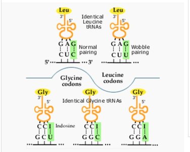 Wobble position: examples