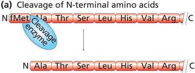Cleavage of N-terminal amino acids