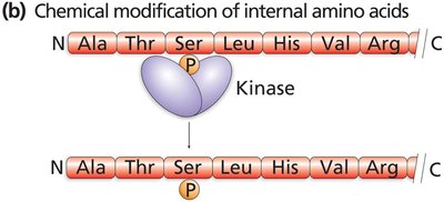 Chemical modification of internal amino acids
