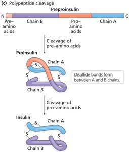 Polypeptide cleavage and insulin maturation