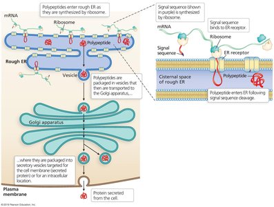 Translation in eukaryotes: targeting protein to the Rough ER