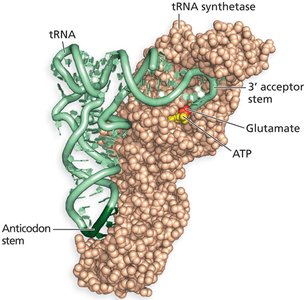 tRNA and aminoacyl-tRNA synthetase structure