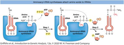 Aminoacyl-tRNA synthetases attach amino acids to tRNAs