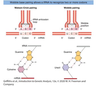 Wobble base pairing allows a tRNA to recognize two or more codons