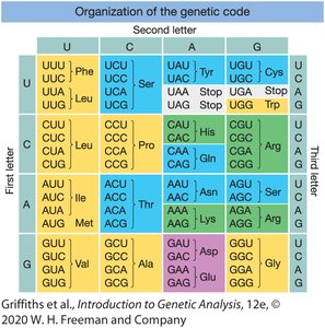 Organization of the genetic code