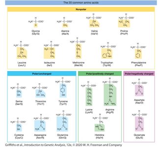 The 20 common amino acids