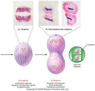 Anaphase and telophase: chromosome migration and cytokinesis