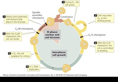 Cell cycle checkpoints diagram