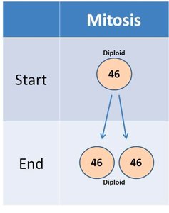 Mitosis start and end chromosome number table