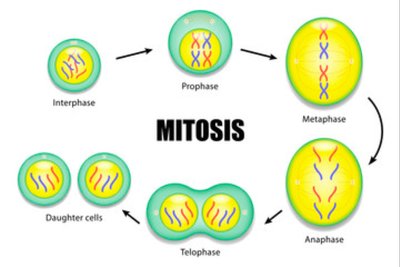 Mitosis stages and outcomes