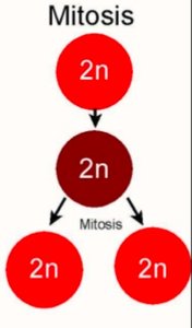 Diagram showing diploid chromosome number maintained in mitosis