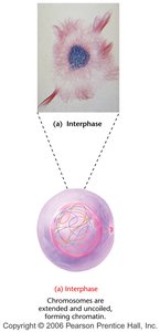 Interphase cell with extended chromatin