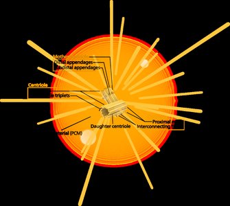 Centrosome structure and microtubule organization