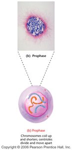 Prophase: chromosomes condense, centrosomes migrate