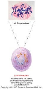 Prometaphase: spindle fibers attach to kinetochores