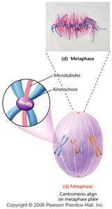 Metaphase: chromosomes aligned at metaphase plate