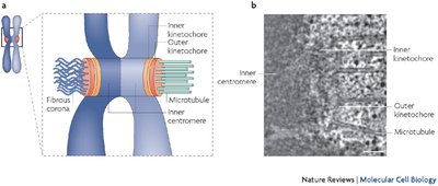 Centromere and kinetochore structure